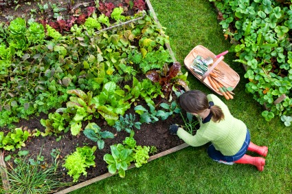 Organic Gardening 10 Tips To Success Organic Org